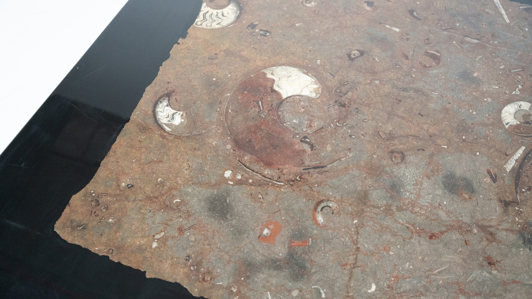 Large Coffee Table by Etienne Allemeersch, Resin with a Fossil Stone Inlay, 1960s